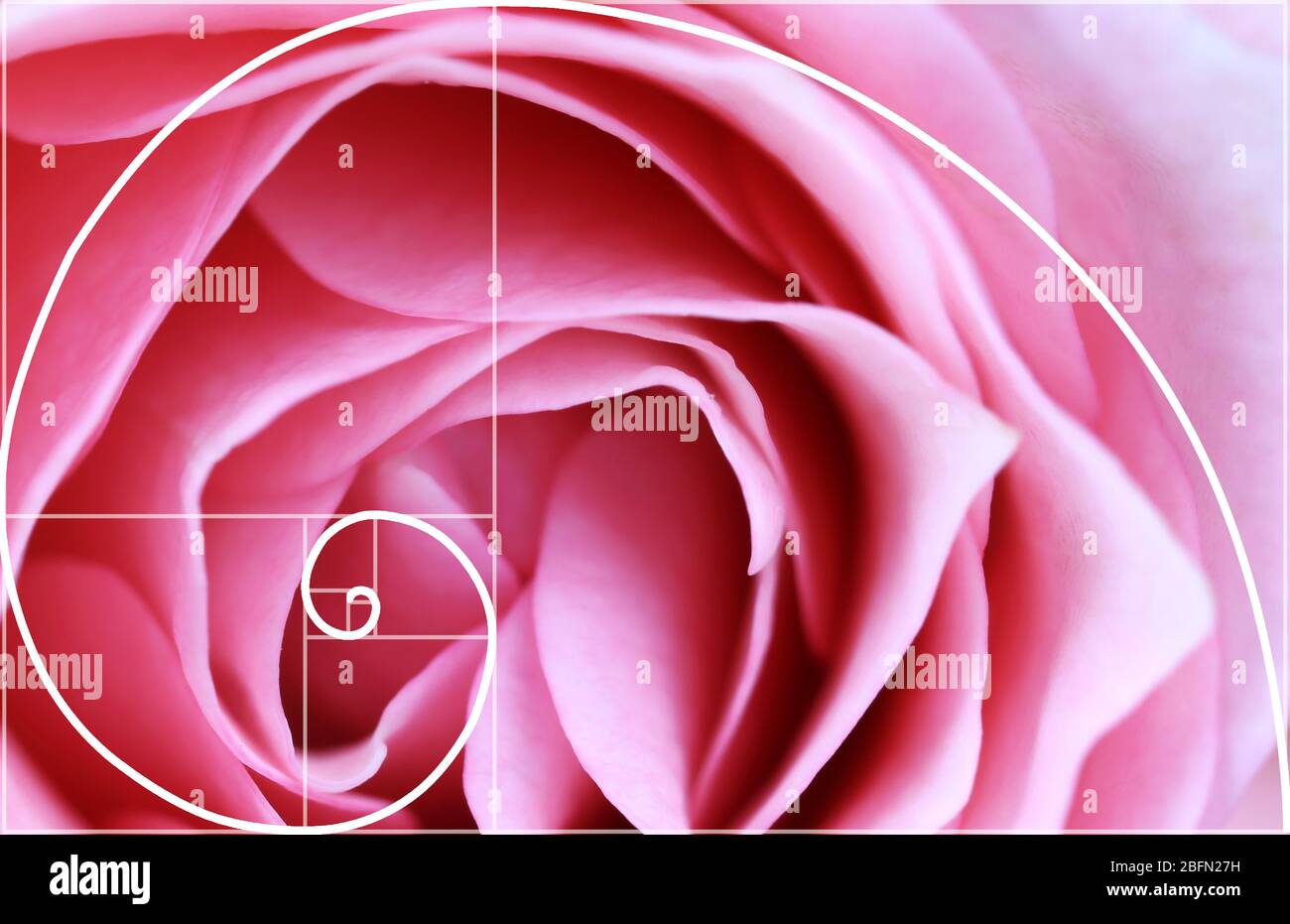 Illustration of spiral arrangement in nature. Fibonacci pattern Stock Photo  - Alamy