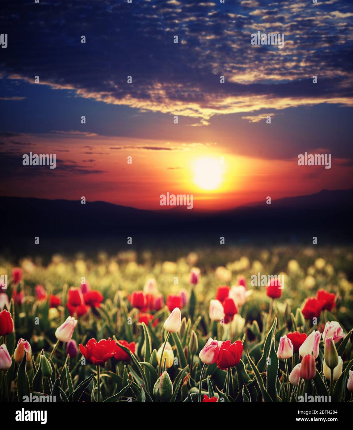 Awesome blooming hi-res stock photography and images - Alamy