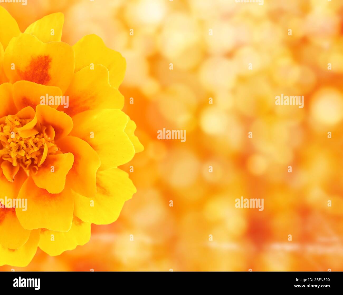 Floral background with beautiful flowers and lights Stock Photo - Alamy