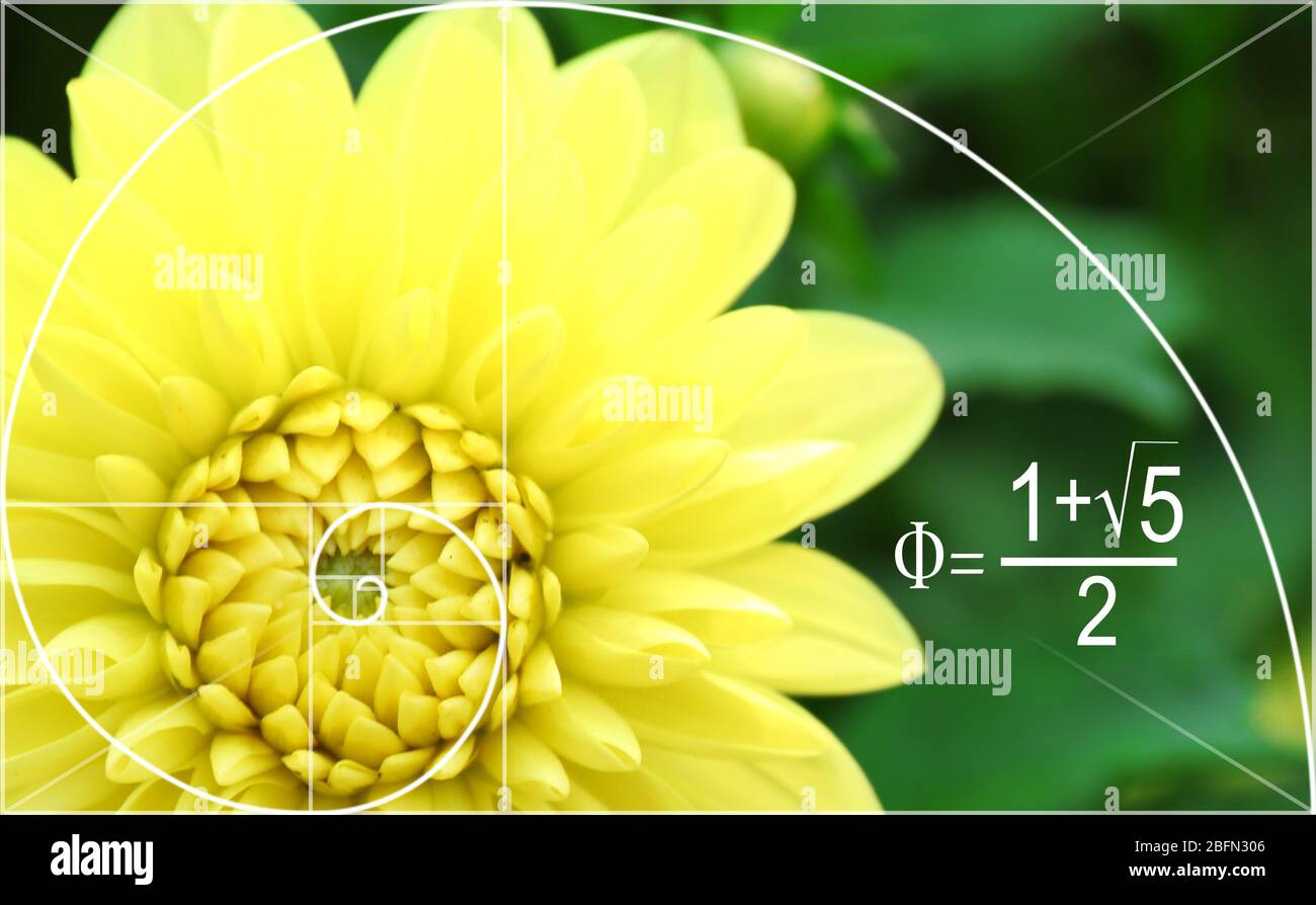 Golden Ratio In Nature