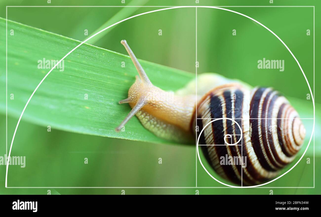 Mince onsdag sejr Illustration of golden ratio in nature. Fibonacci pattern Stock Photo -  Alamy
