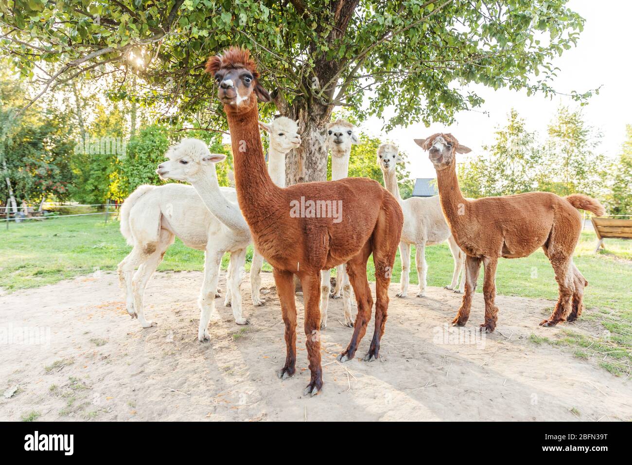 Cute Alpaca With Funny Face Relaxing On Ranch In Summer Day Domestic Alpacas Grazing On Pasture In Natural Eco Farm Countryside Background Animal Care And Ecological Farming Concept Stock Photo Alamy