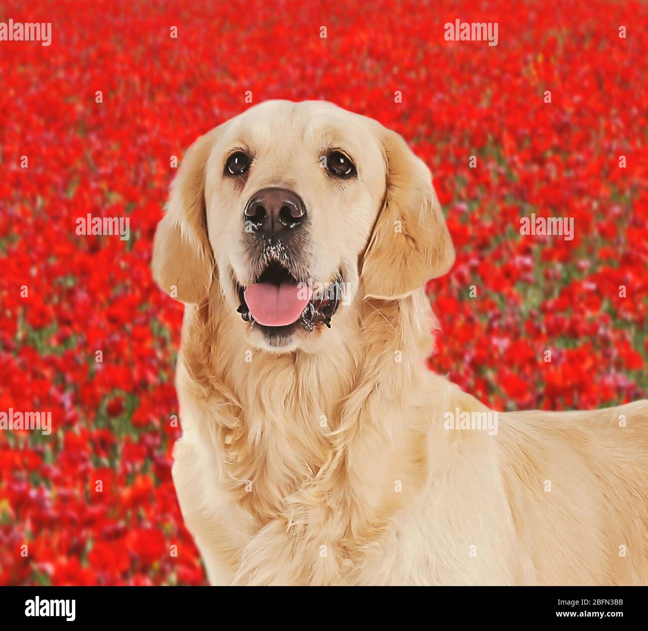 Dog portrait on field with flowers Stock Photo - Alamy