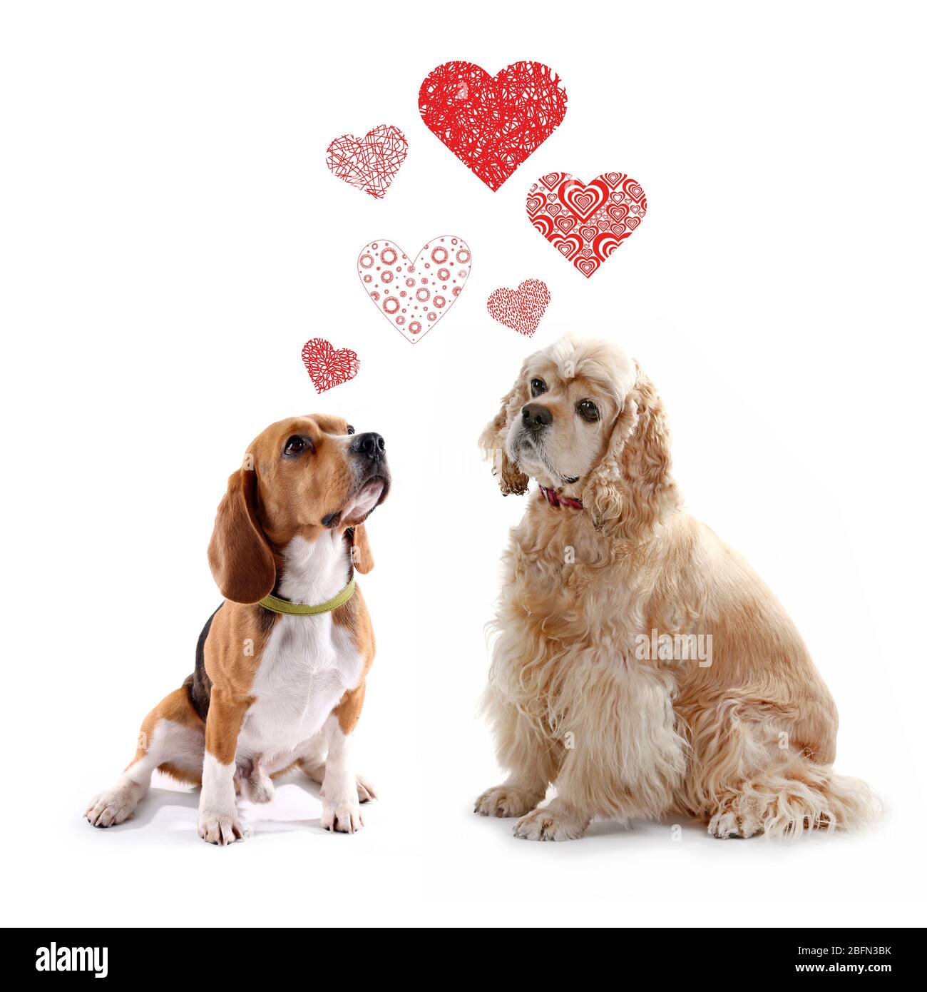 Two dogs together, isolated on white Stock Photo
