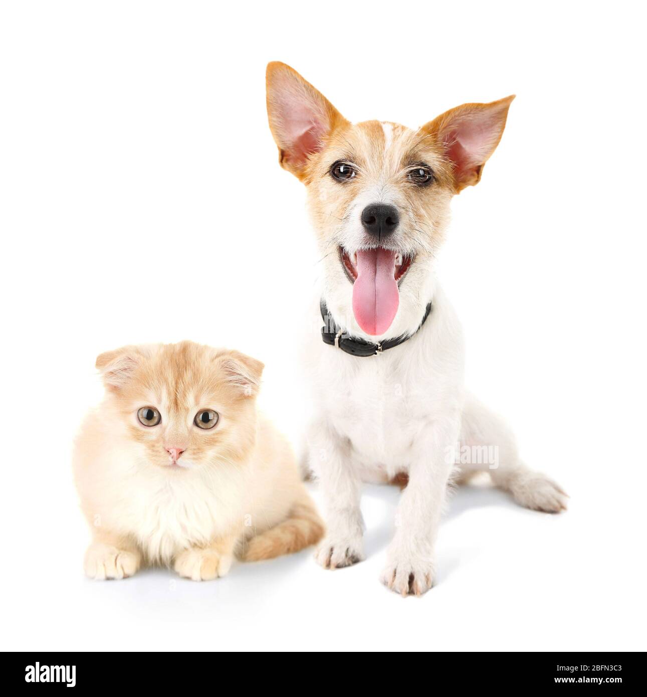 Cat and dog together, isolated on white Stock Photo Alamy