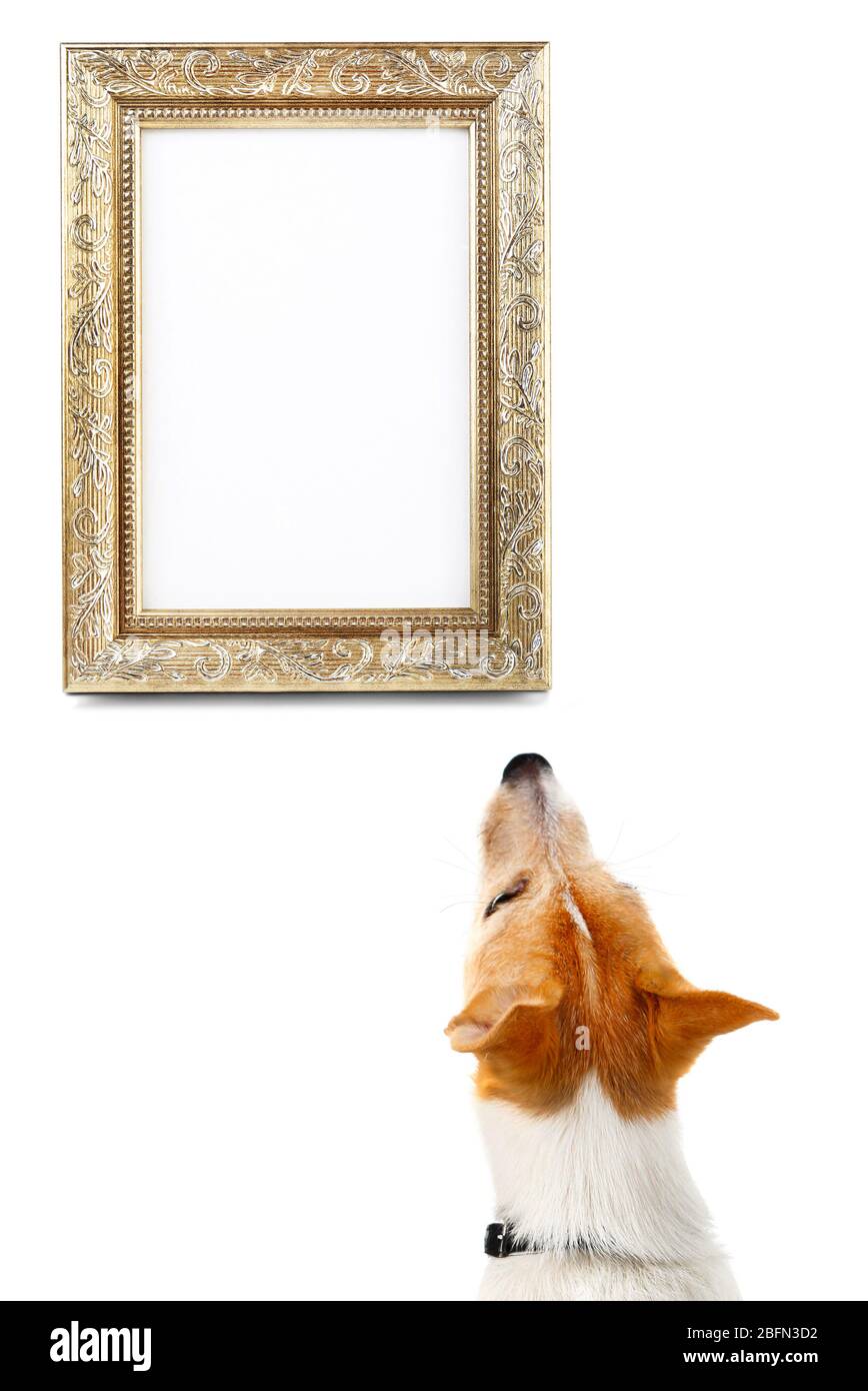 Dog from back looking of empty frame, isolated on white Stock Photo - Alamy