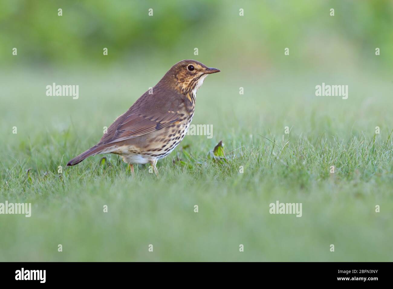 An adult Song Thrush (Turdus philomelos) feeding on the ground on the Isles of Scilly, UK, in autumn Stock Photo