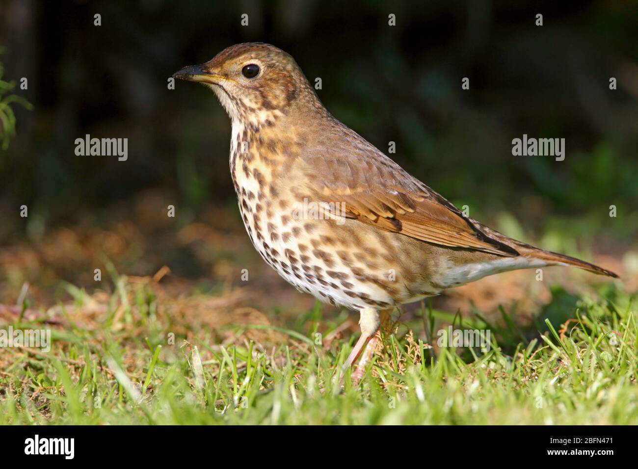 An adult Song Thrush (Turdus philomelos) feeding on the ground on the Isles of Scilly, UK, in autumn Stock Photo
