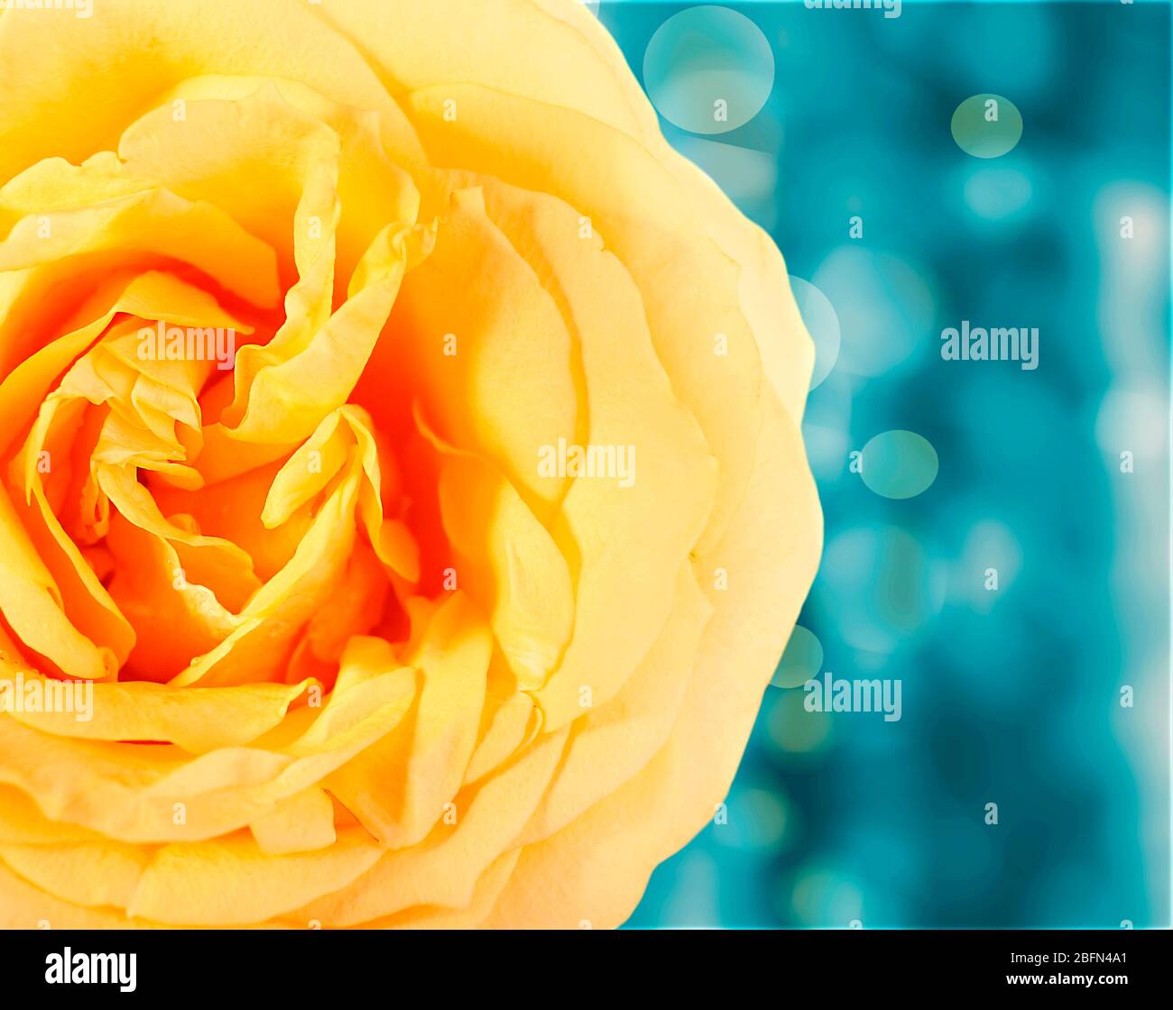 Floral background with beautiful flowers and lights Stock Photo - Alamy