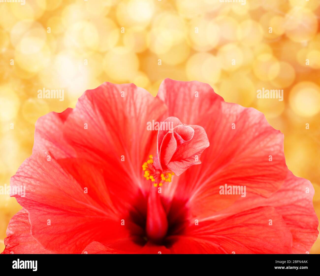 Floral background with beautiful flowers and lights Stock Photo - Alamy