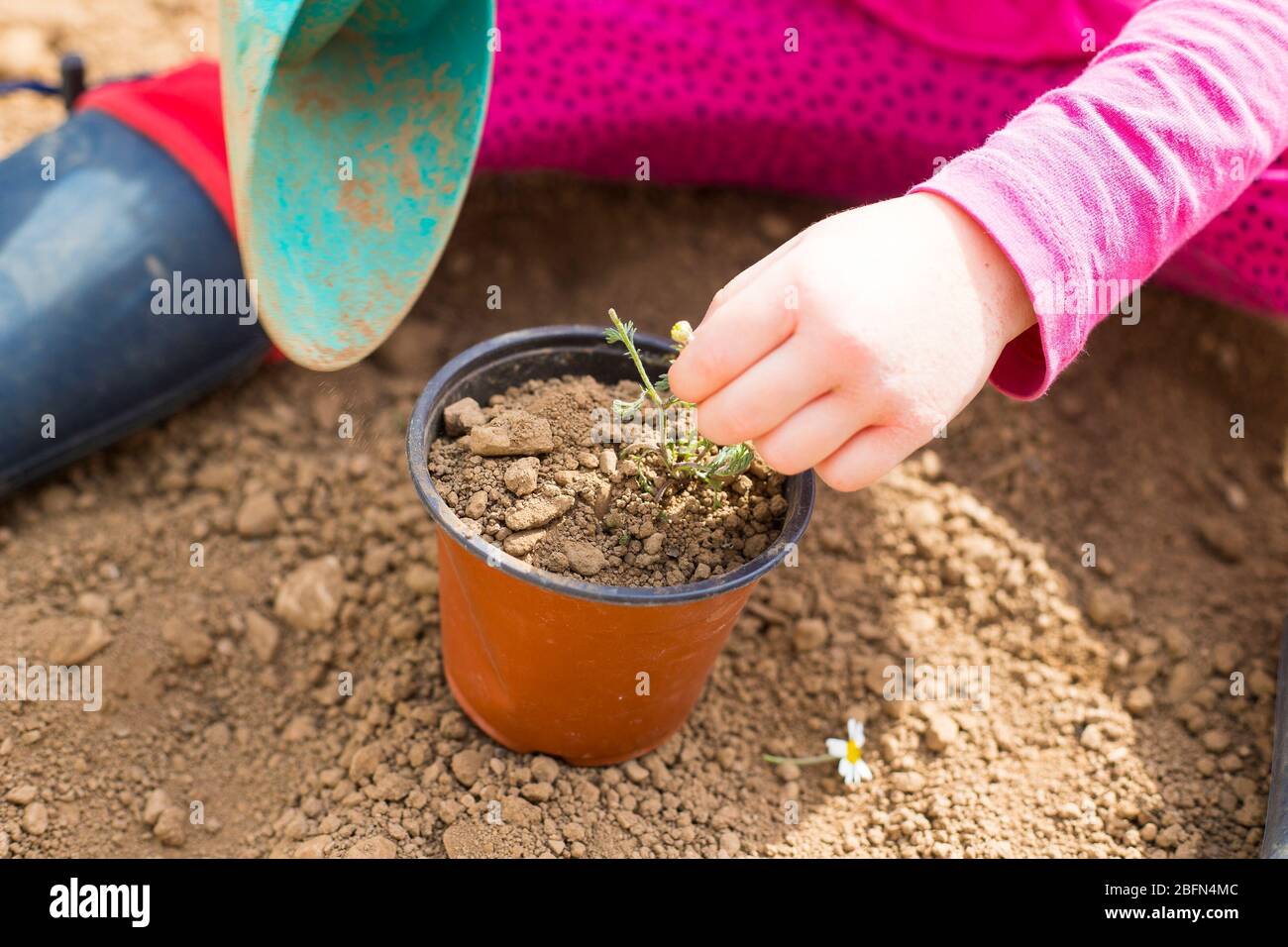 Little caucasian child girl, in her garden, planting a plant in a pot