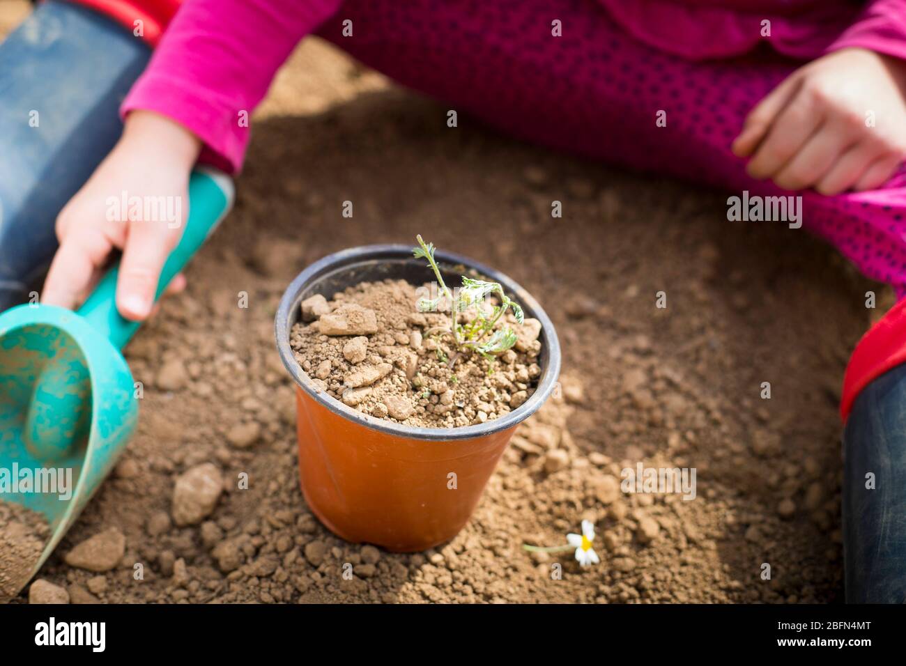 Little caucasian child girl, in her garden, planting a plant in a pot