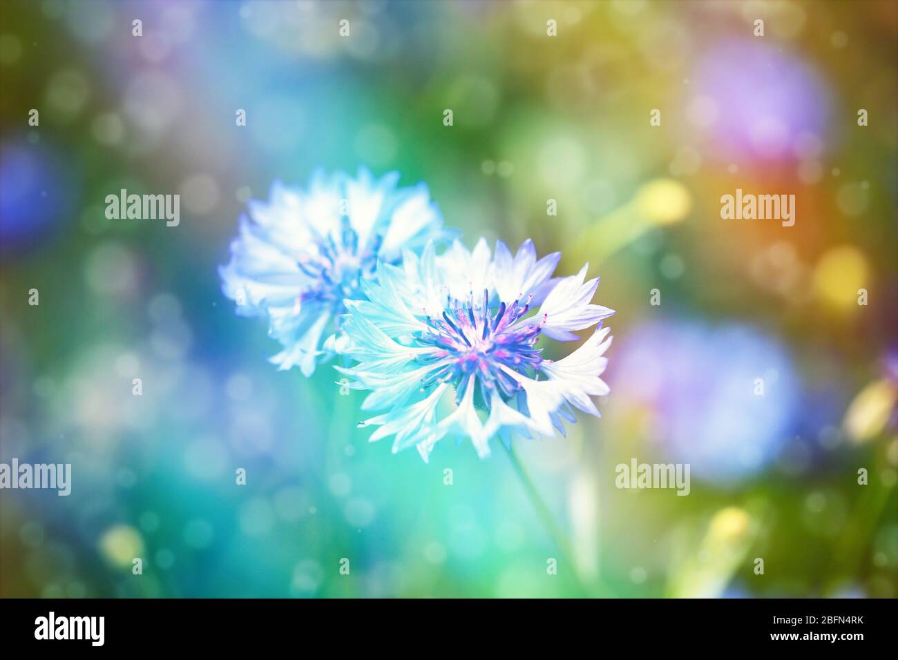 Beautiful wild flowers on meadow with sunlight Stock Photo - Alamy