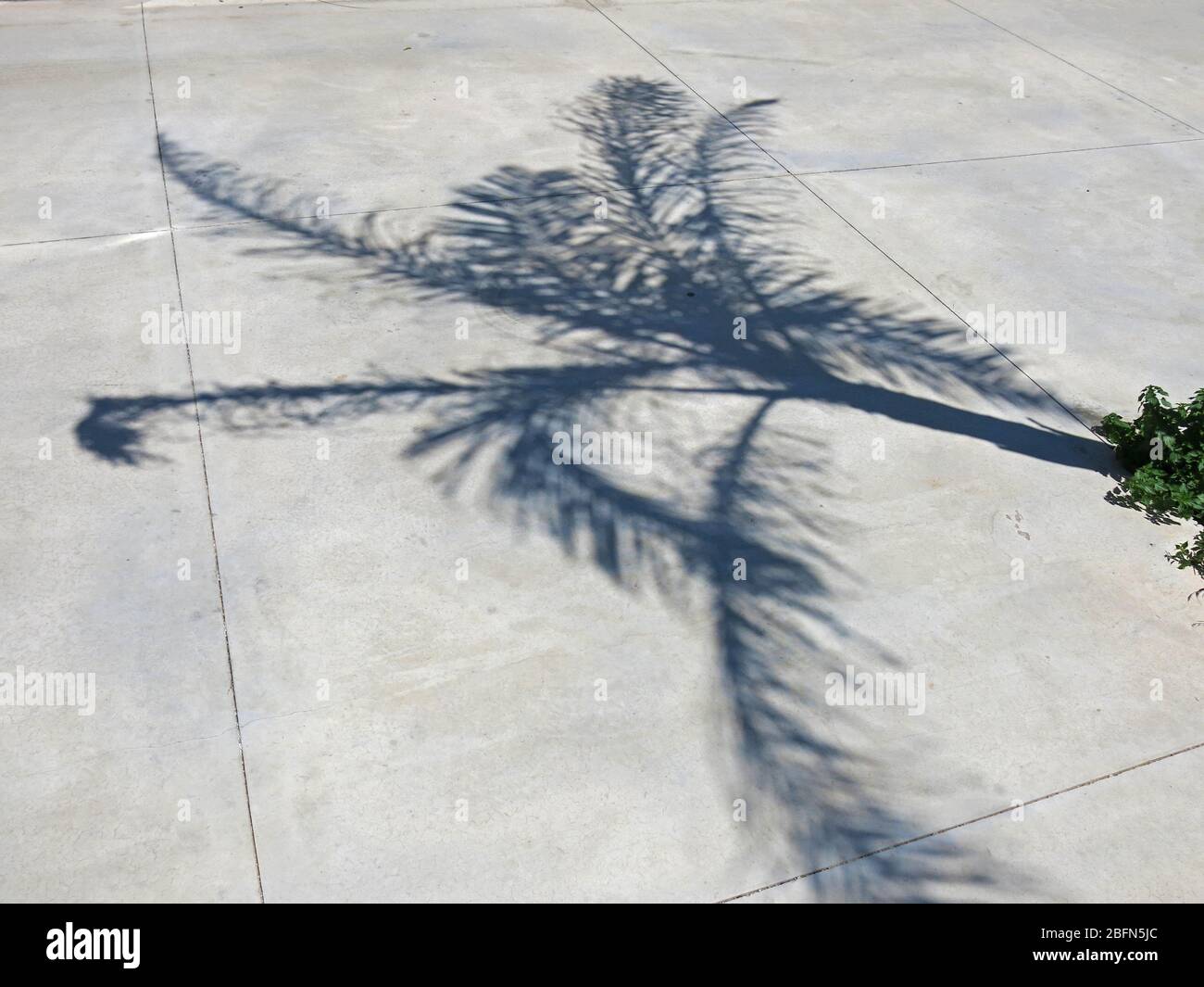 Shadow of a young palm tree on concrete floor. Concept : minimalism in photography. Stock Photo