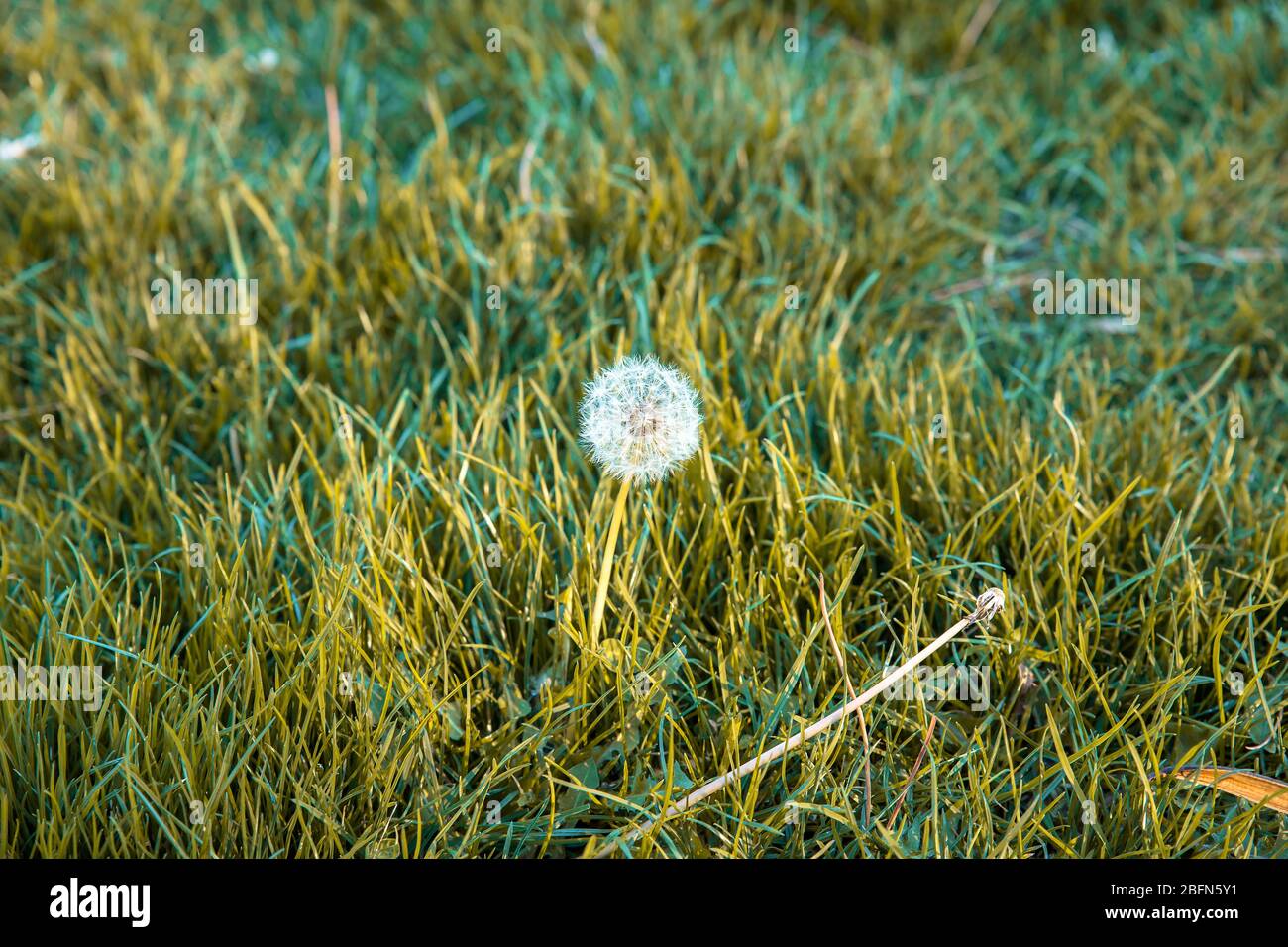 little and fragile dandelion flower among the grass of the field Stock Photo