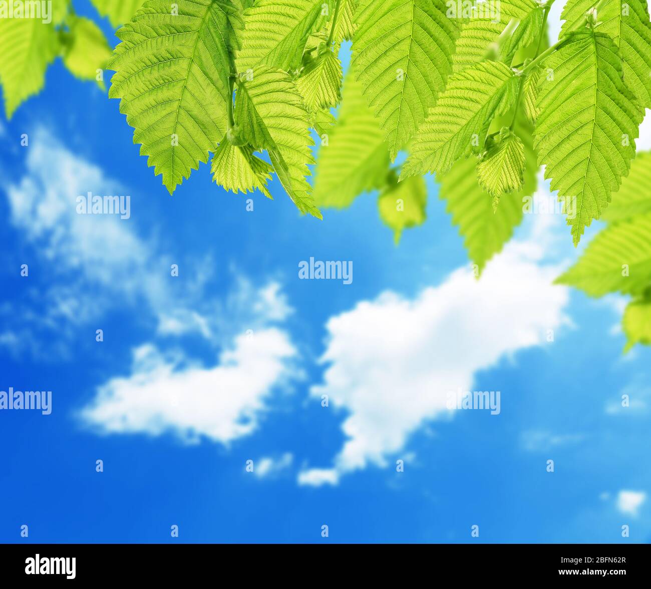 Culture tree leaves shine hi-res stock photography and images - Alamy