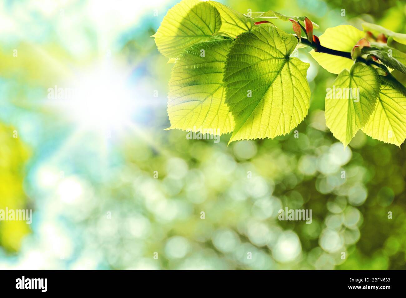 Green leaves on tree and sun. Summer or spring background Stock Photo