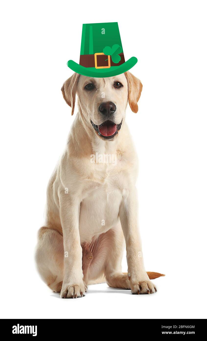 Funny happy dog with St. Patrick's Day 