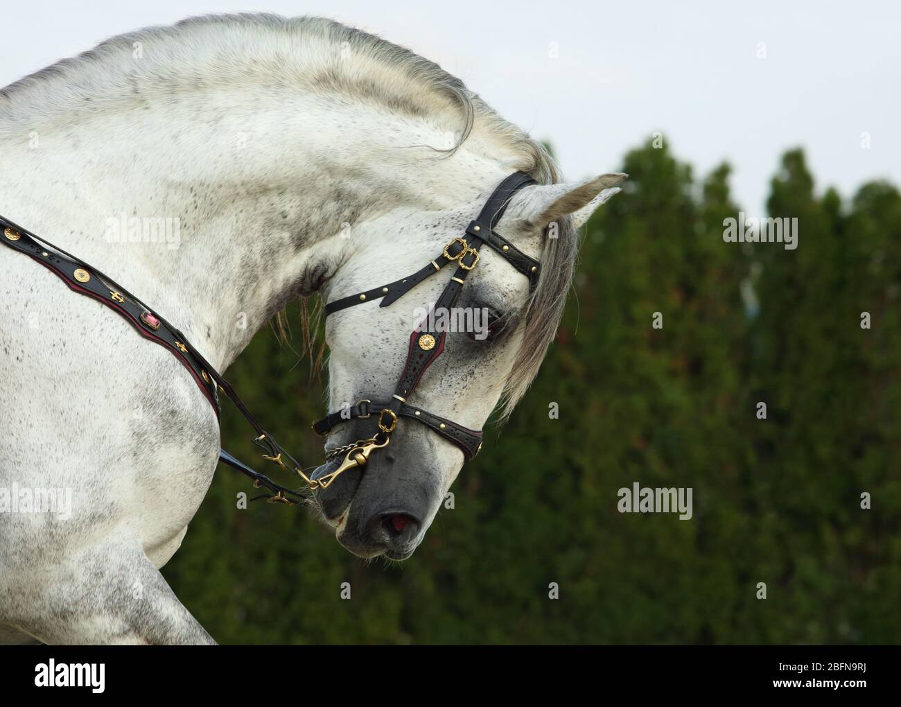 Andalusian dapple gray saddle horse portrait against nature background Stock Photo