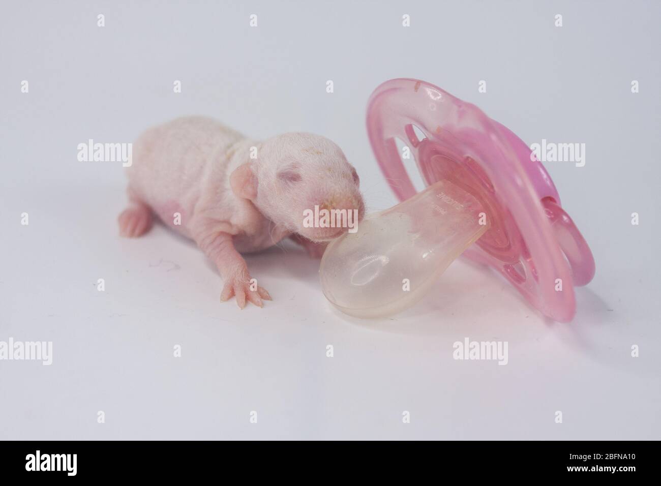Pink rat on white hi-res stock photography and images - Alamy