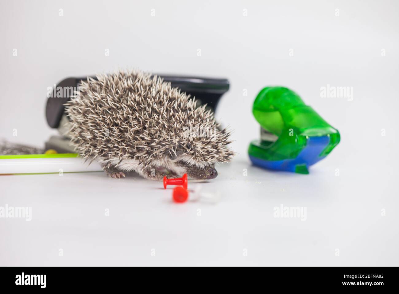 African pygmy hedgehog on a white background among the office Stock Photo -  Alamy