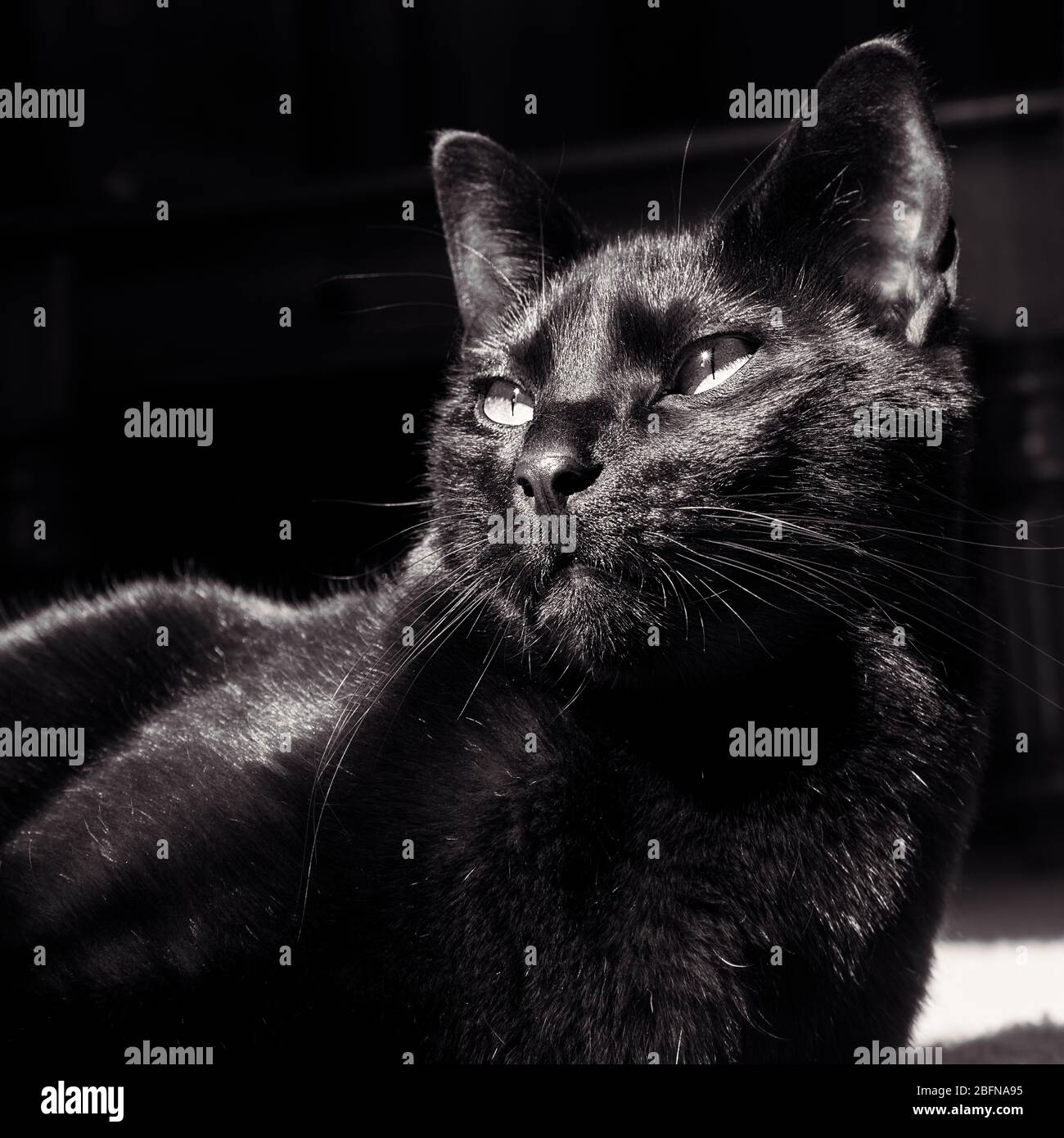 A beautiful black cat poses in a sunbeam Stock Photo