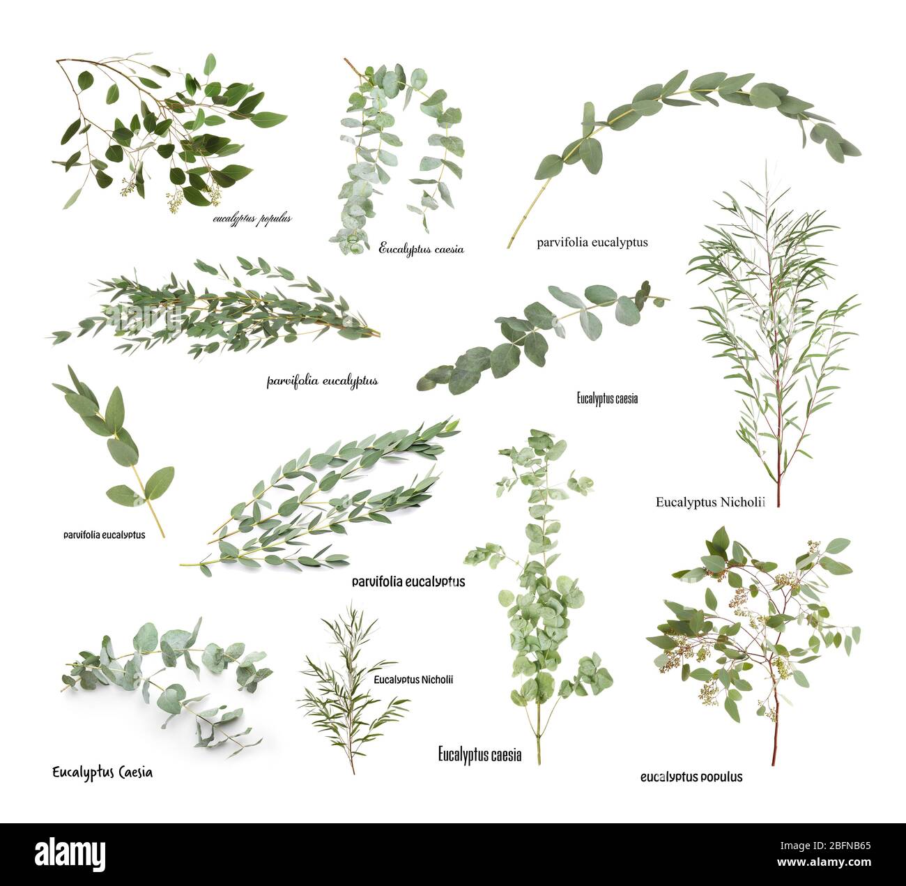 Green eucalyptus branches with names on white background Stock Photo