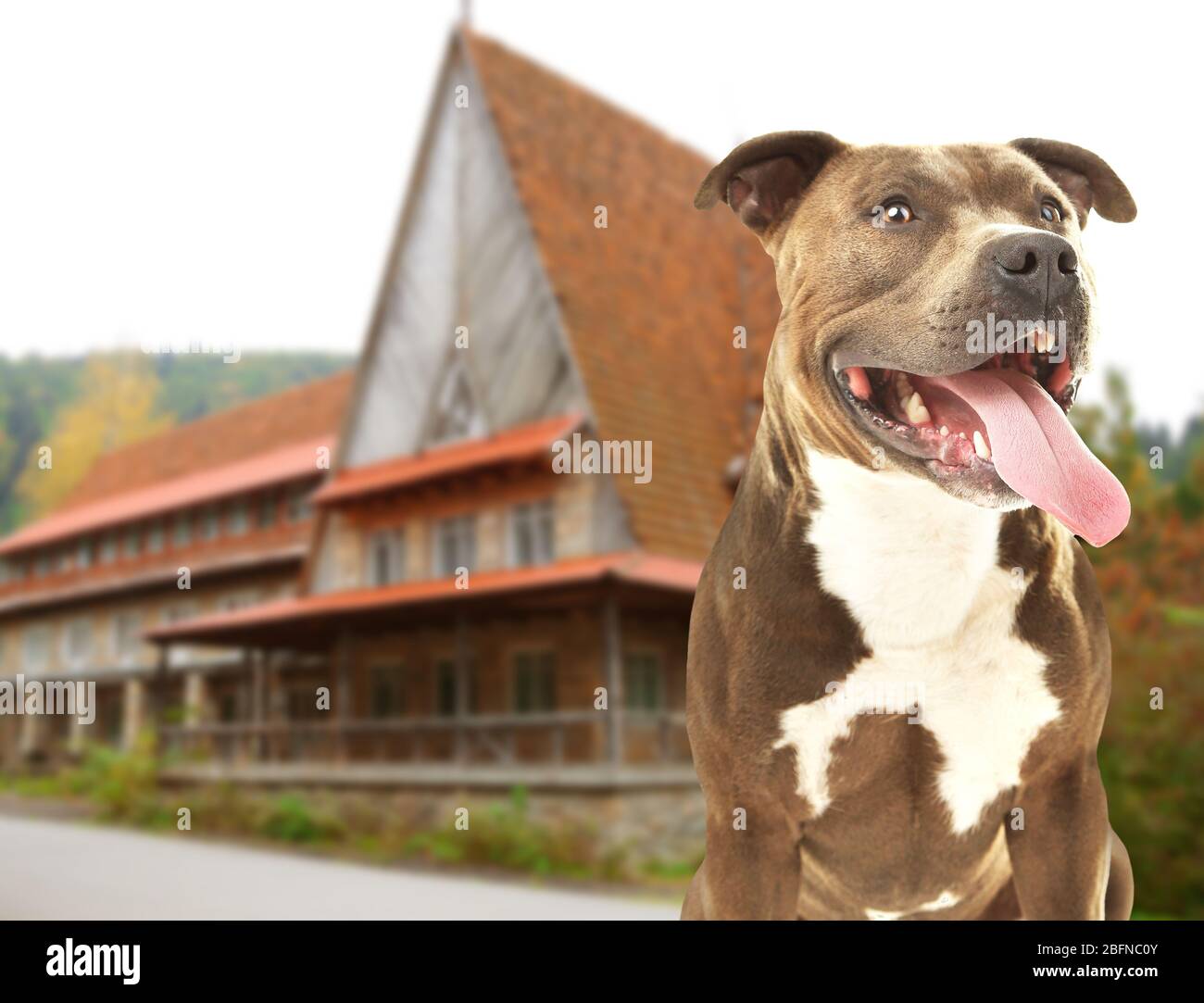 Can Dogs Own Property