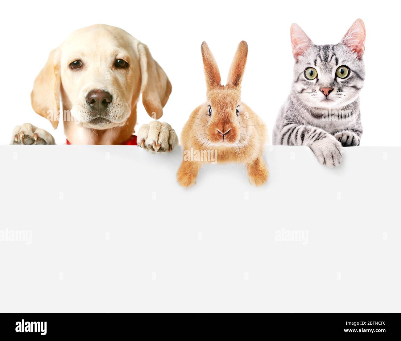 Cute friendly pets on white background Stock Photo Alamy