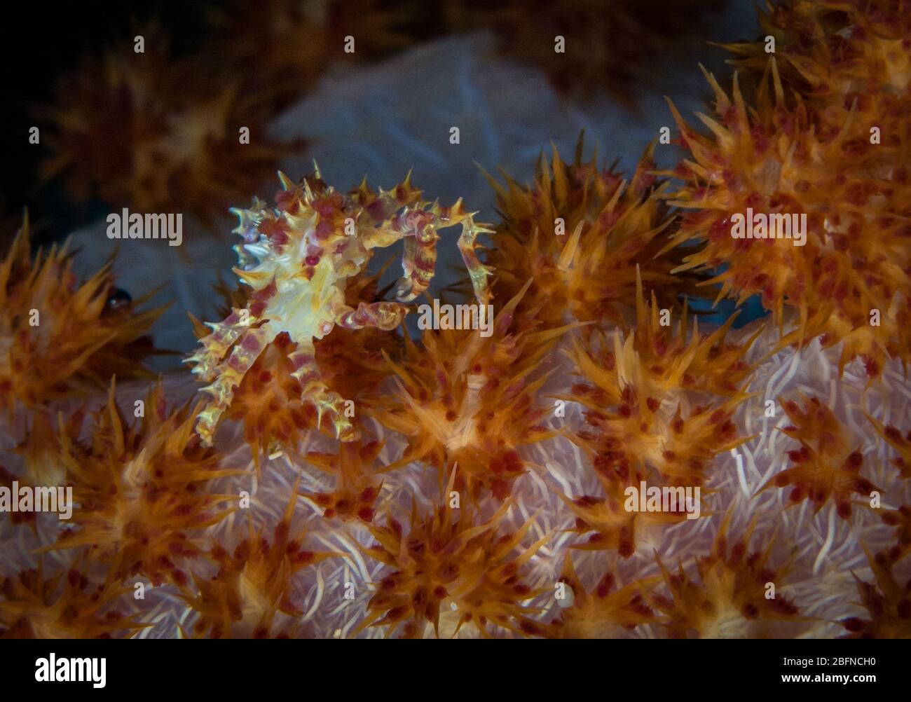 Black coral crabs hi-res stock photography and images - Alamy