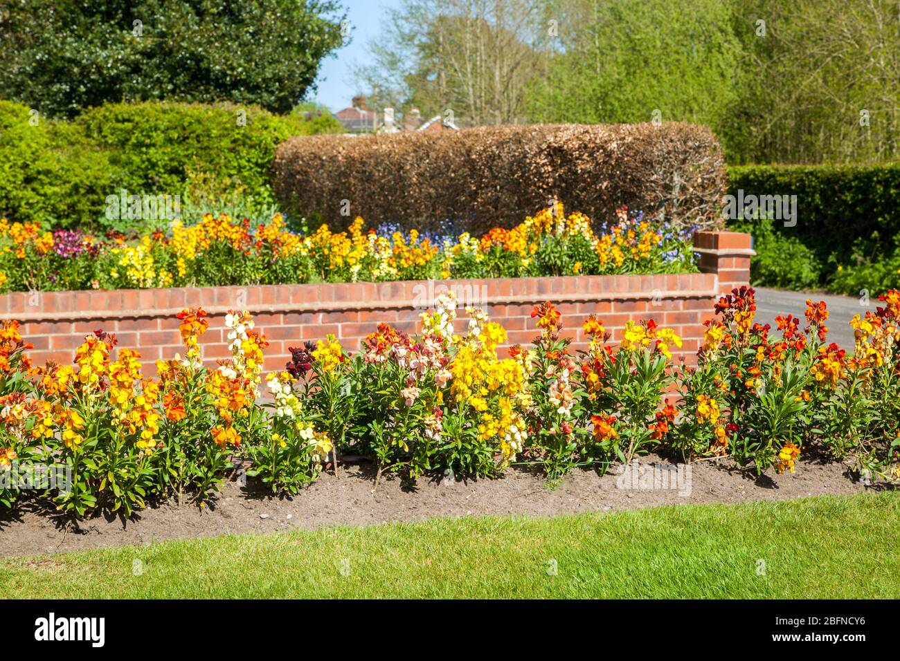 Wall flowers Erysimum  growing in in a English cottage garden spring bedding display Stock Photo
