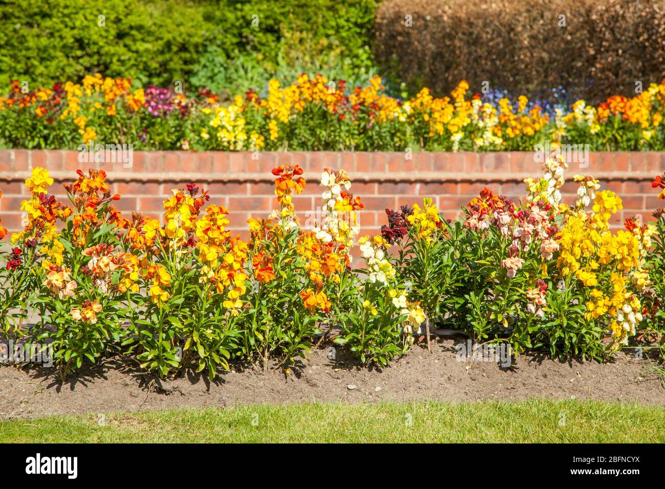 Wall flowers Erysimum  growing in in a English cottage garden spring bedding display Stock Photo