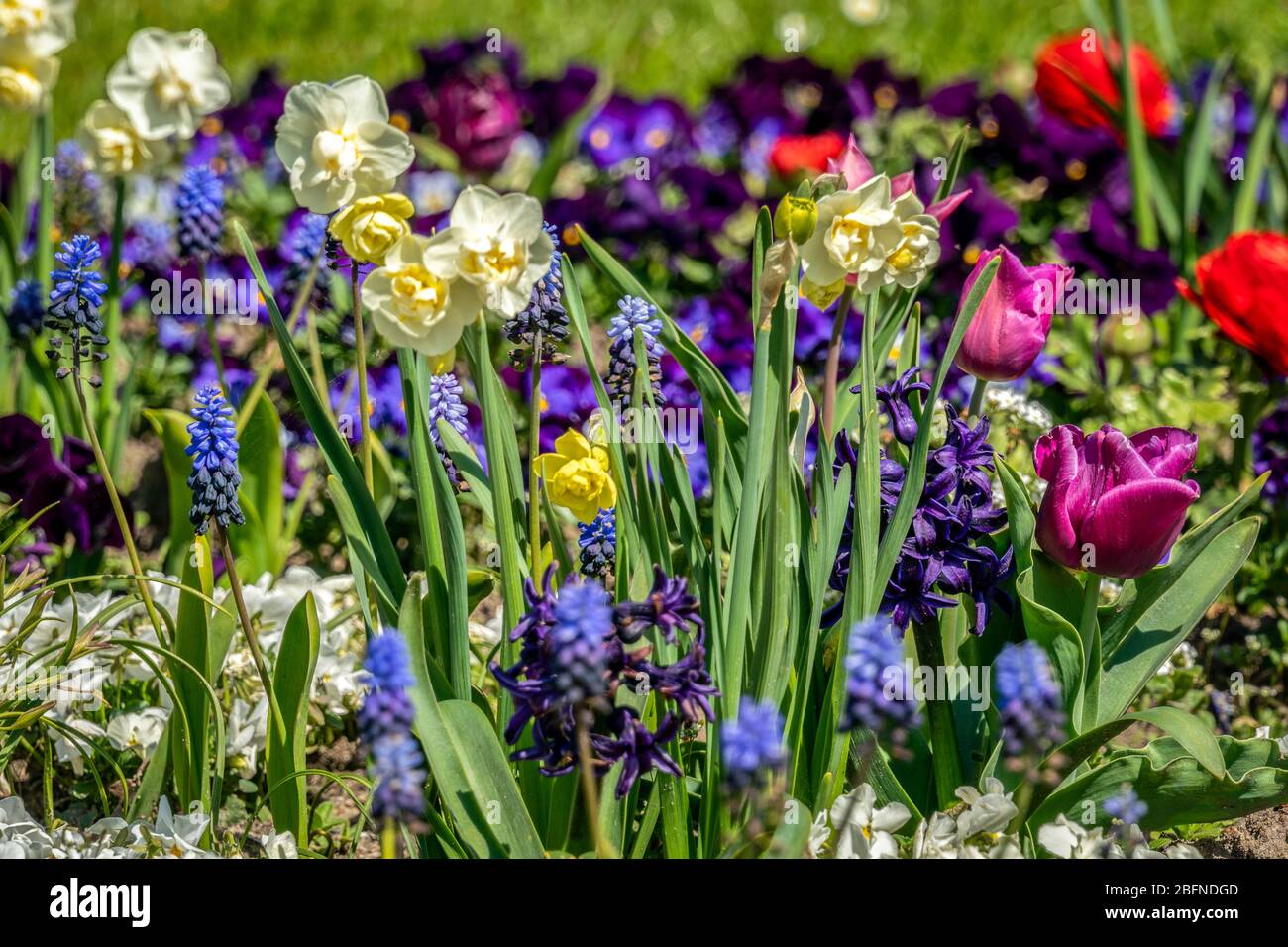 Very colorful spring flower bed with daffodils, pansies, buttercups and ...