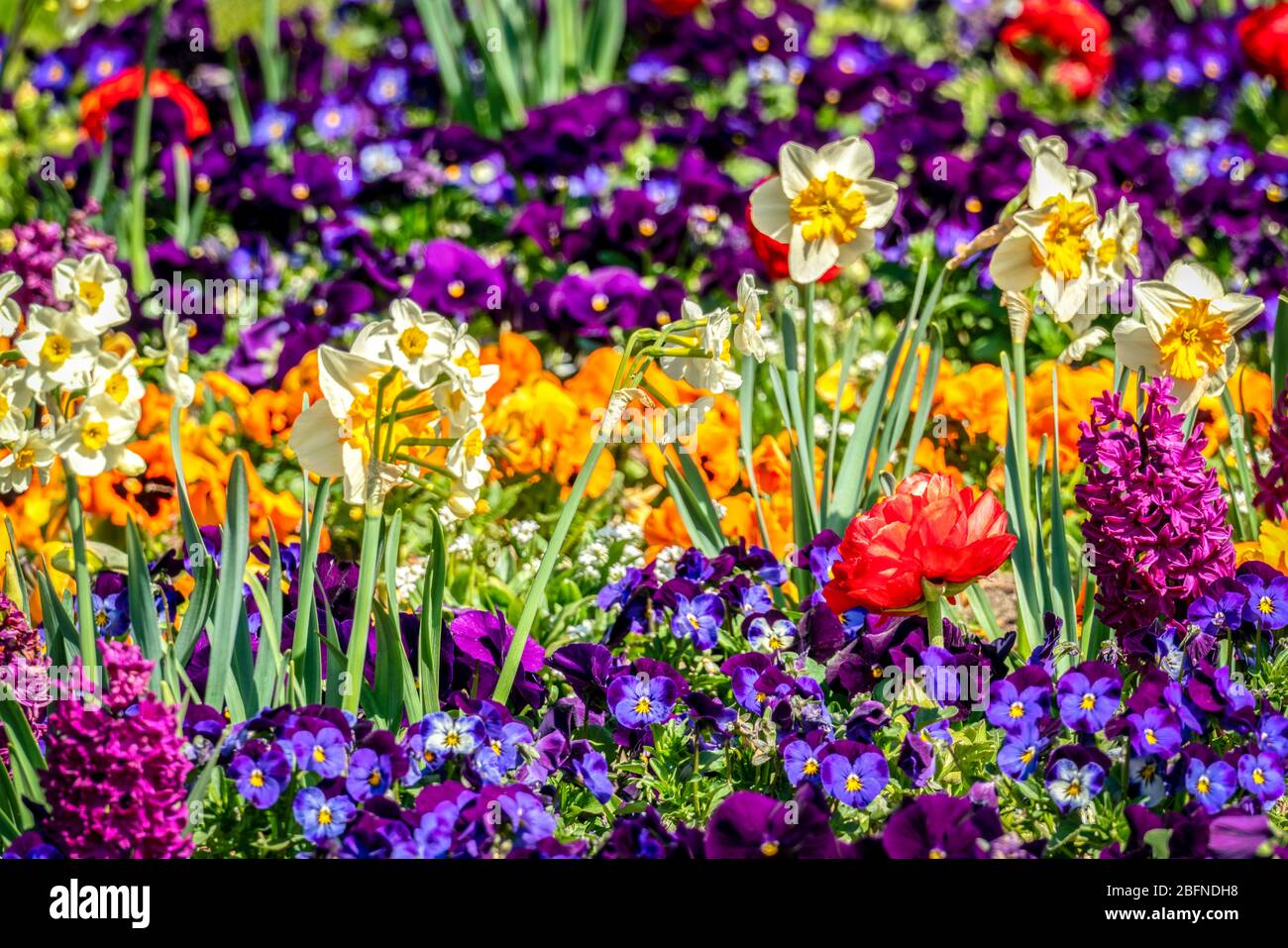 Very colorful spring flower bed with daffodils, pansies, buttercups and hyacinths Stock Photo
