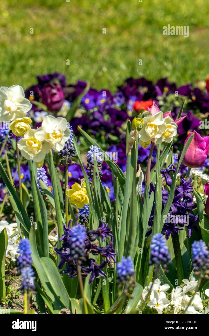 Very colorful spring flower bed with daffodils, pansies, buttercups and ...