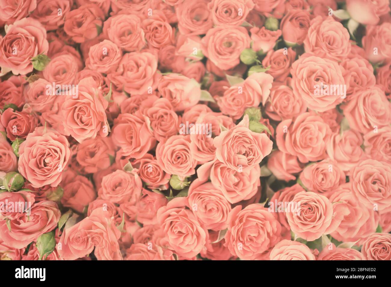 Beautiful roses background Stock Photo - Alamy