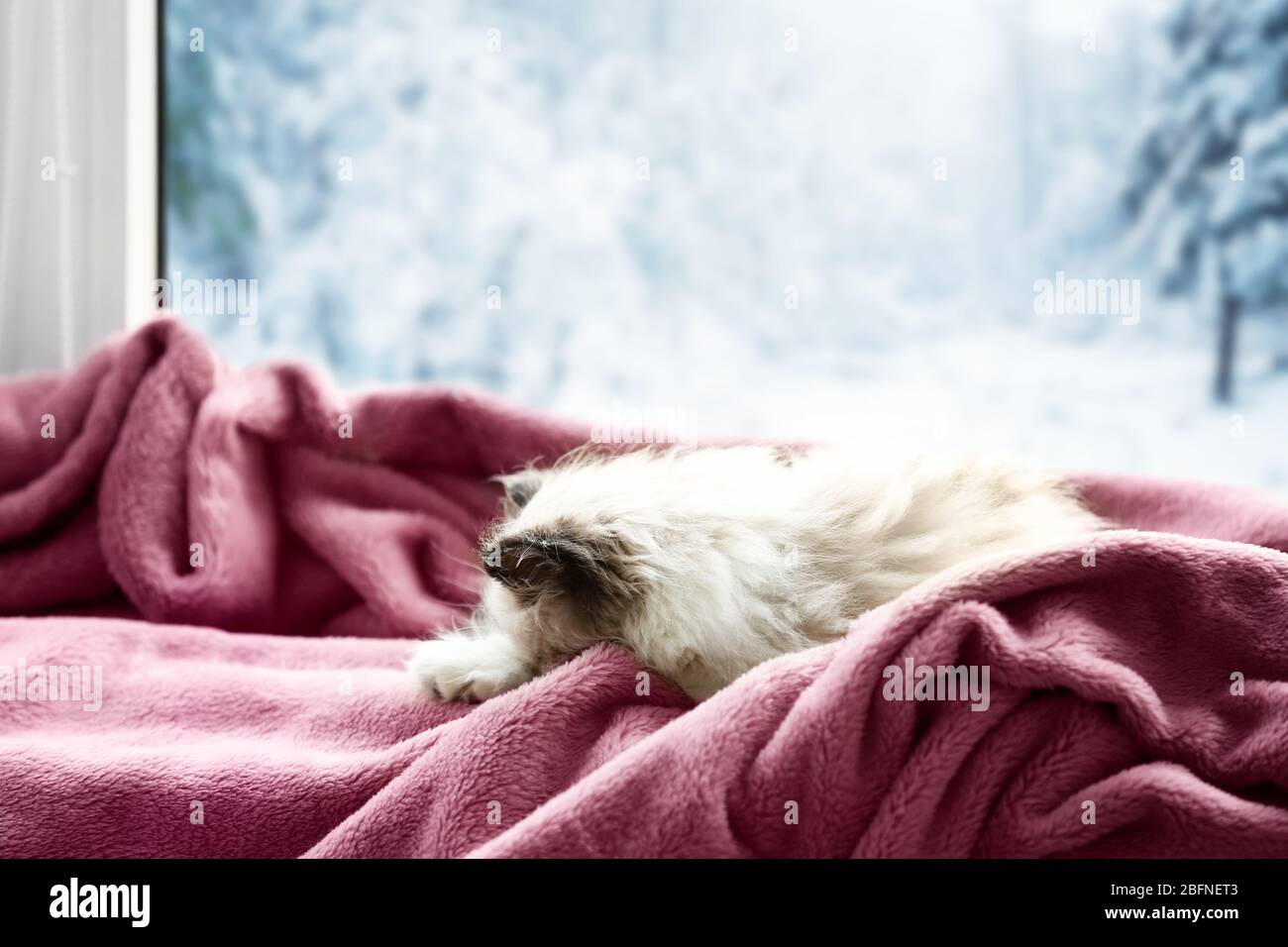 Cute cat sleeping on windowsill Stock Photo - Alamy