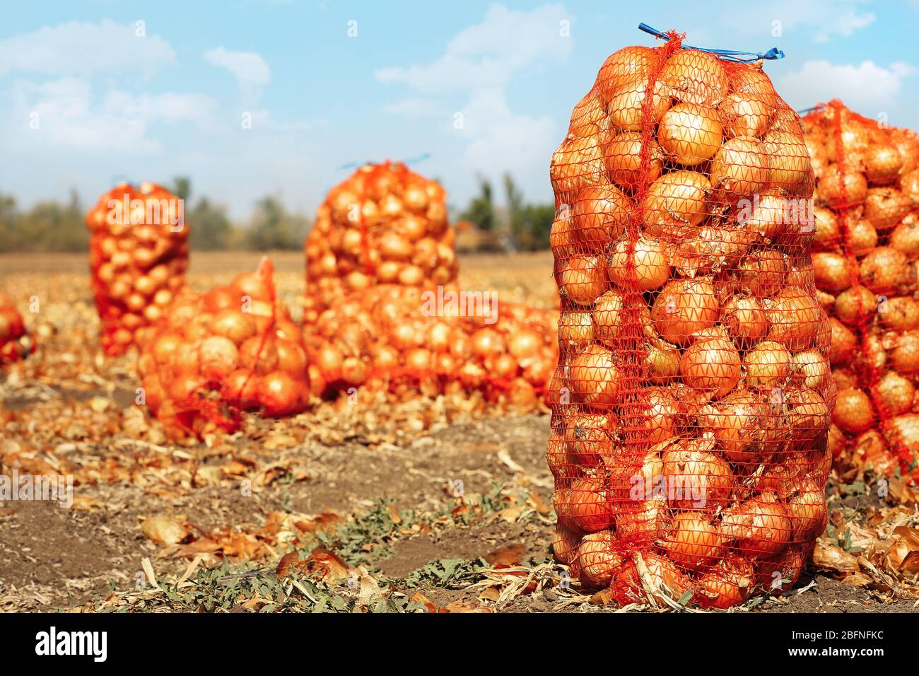 Export of onions hi-res stock photography and images - Alamy