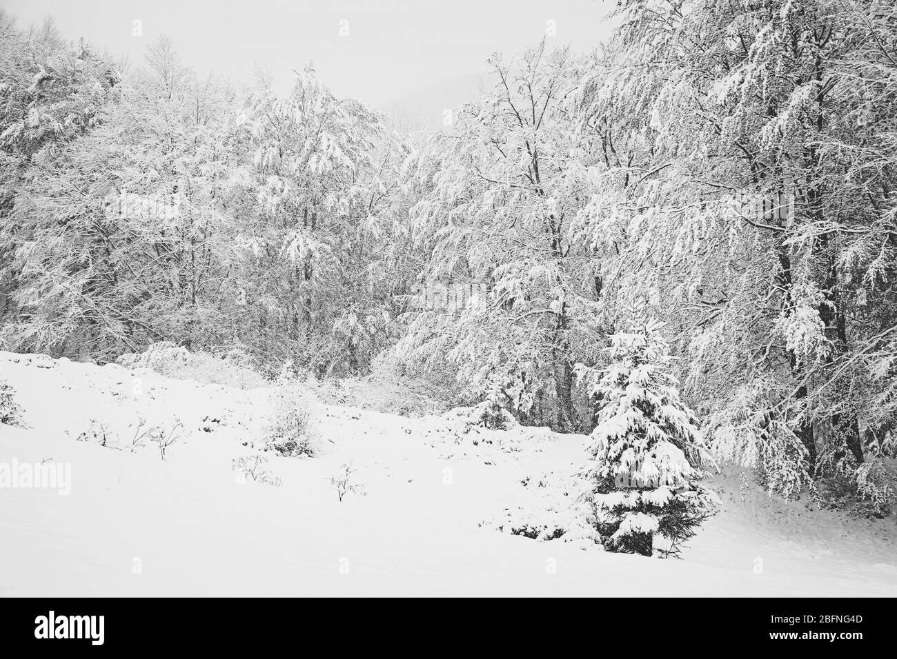 Black And White Winter Landscape Background Stock Photo Alamy