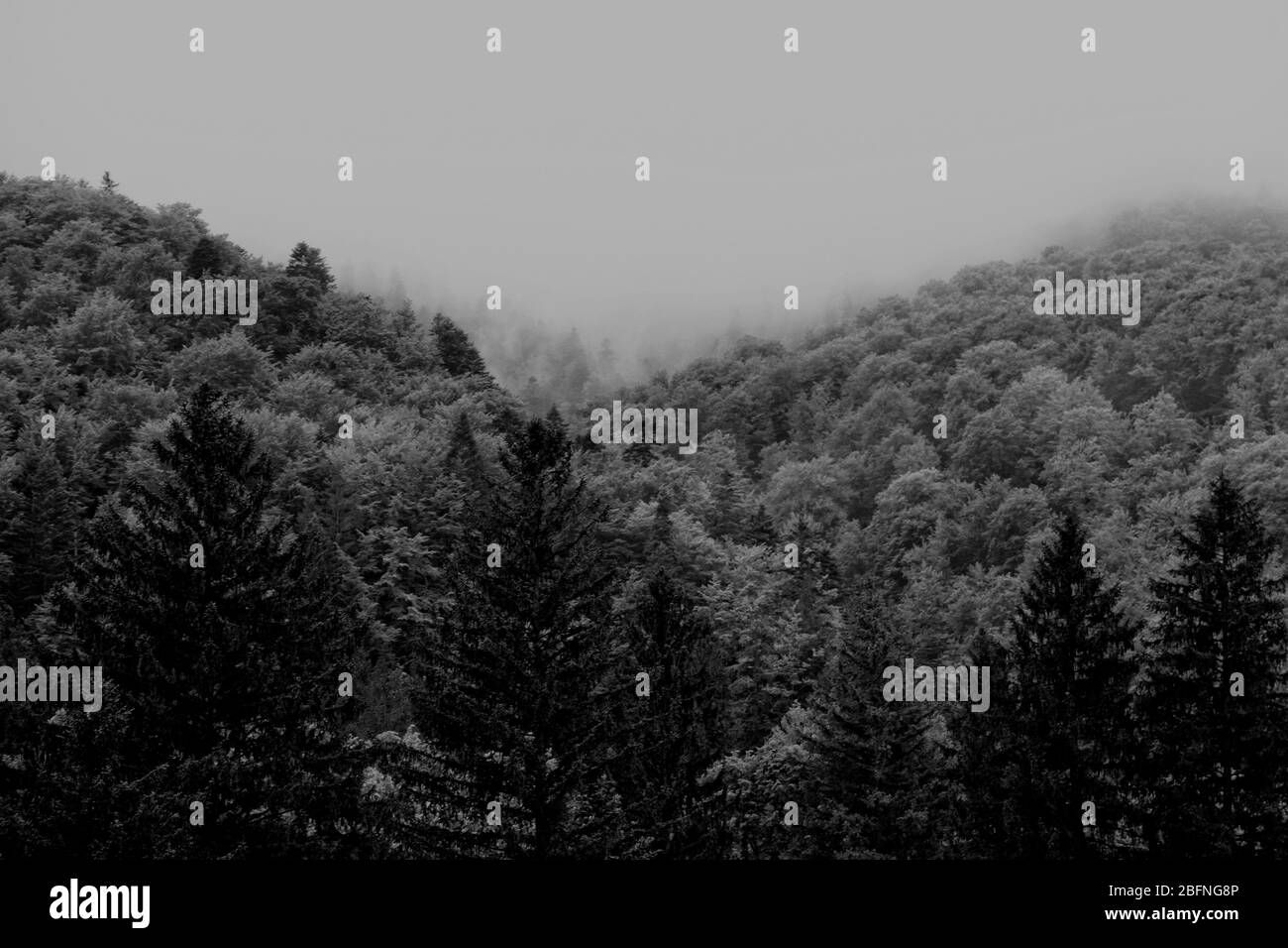 Dense thick fog in Black and White Stock Photos & Images - Alamy