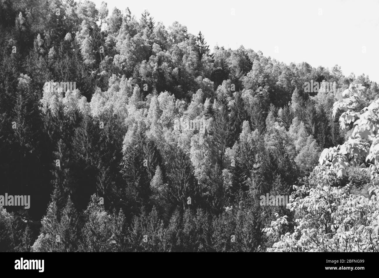 Night sky landscape many Black and White Stock Photos & Images - Alamy