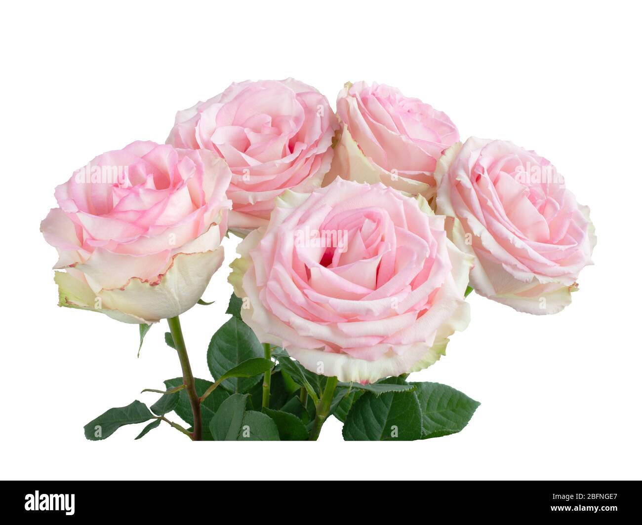 Pink rose flowers arrangement isolated on white background Stock Photo ...