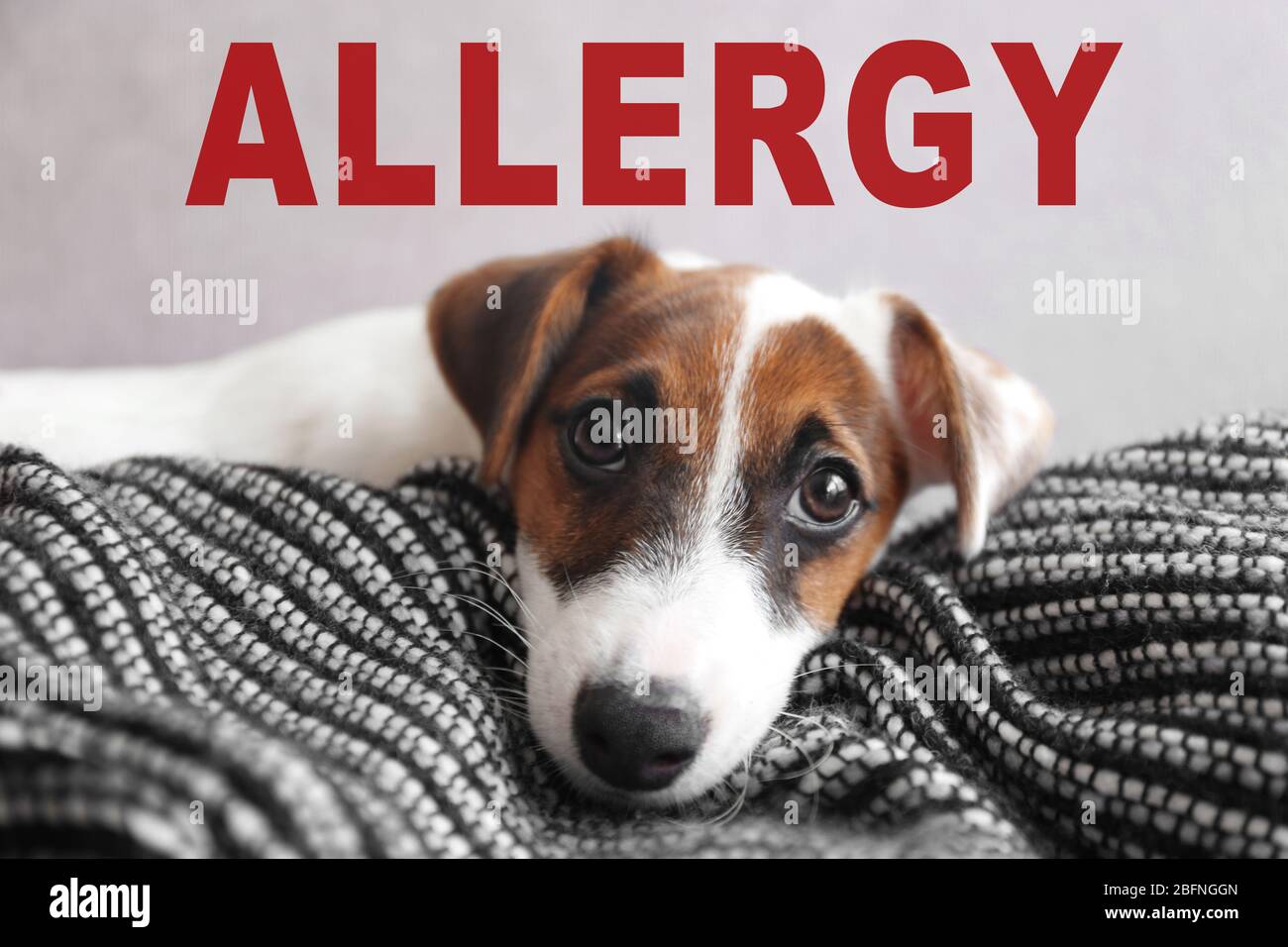Animal allergy concept. Jack Russell terrier puppy at home Stock Photo