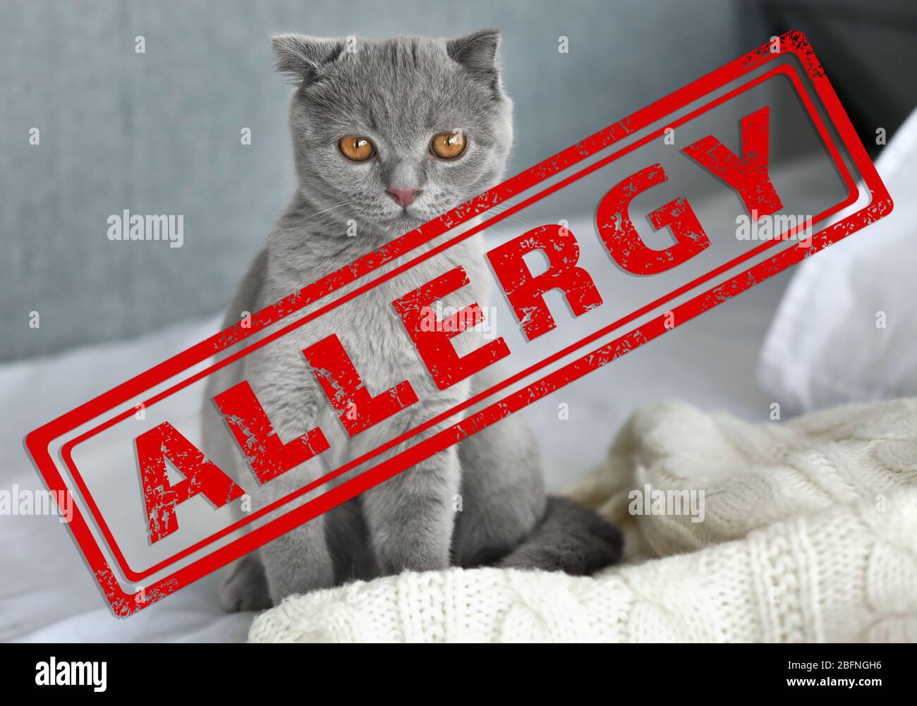 Animal Allergy Concept Cute Cat At Home Stock Photo Alamy