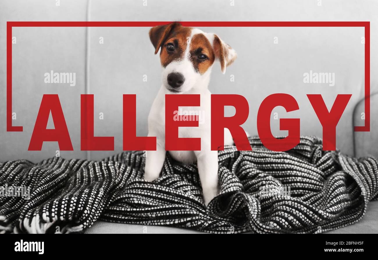 Animal allergy concept. Jack Russell terrier puppy at home Stock Photo