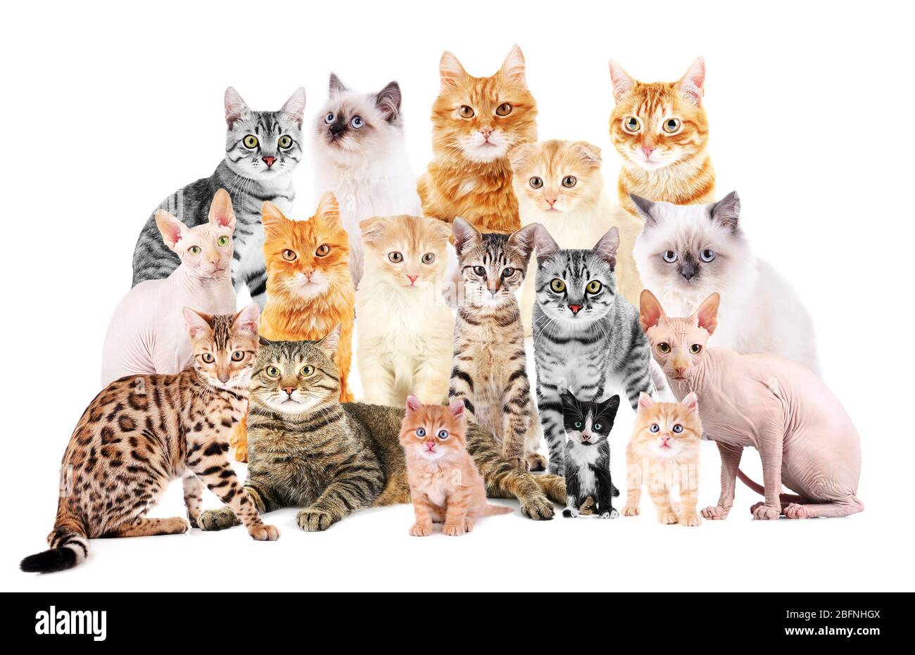 Group of cute cats on white background Stock Photo - Alamy