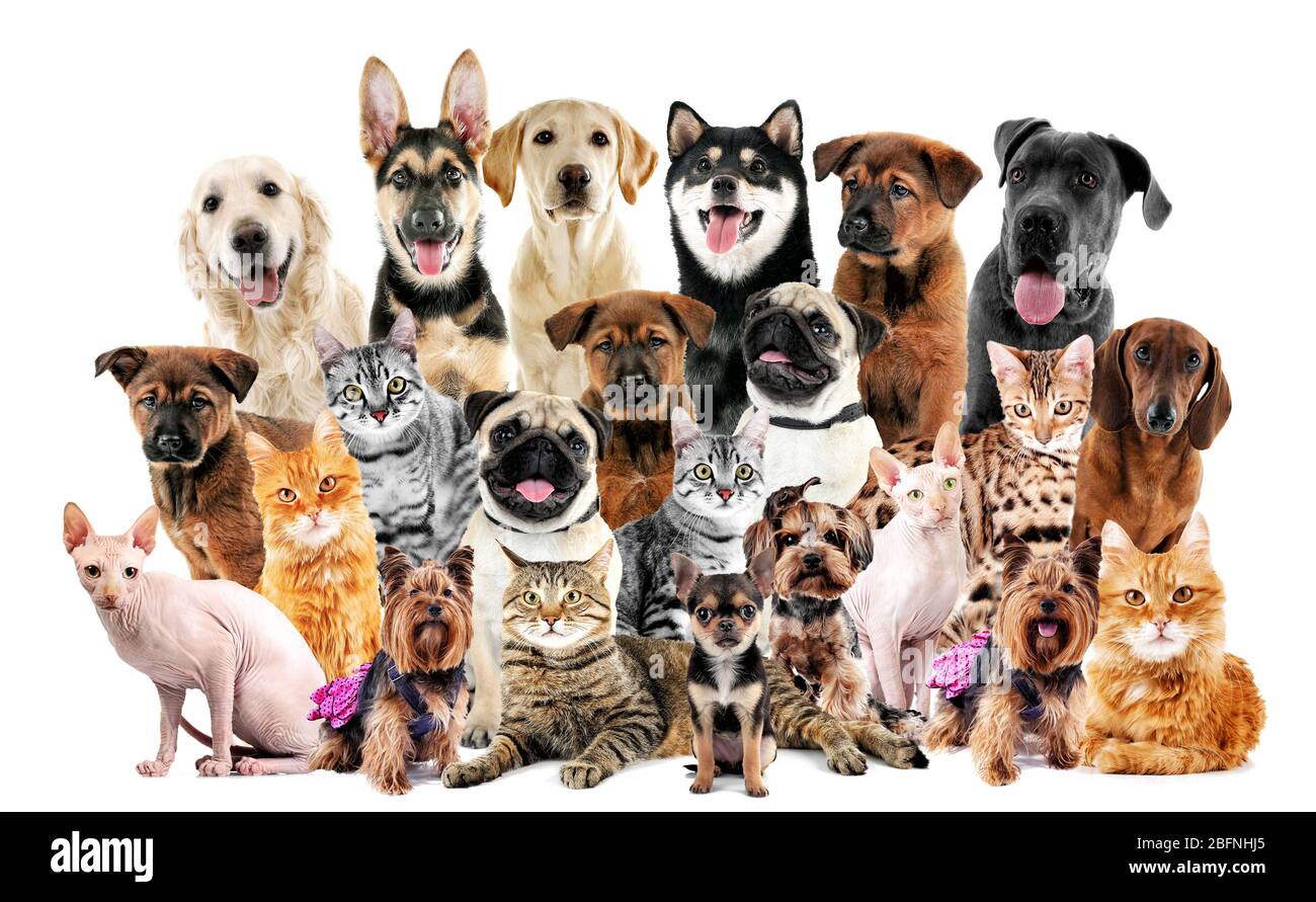 Group of cute pets on white background Stock Photo
