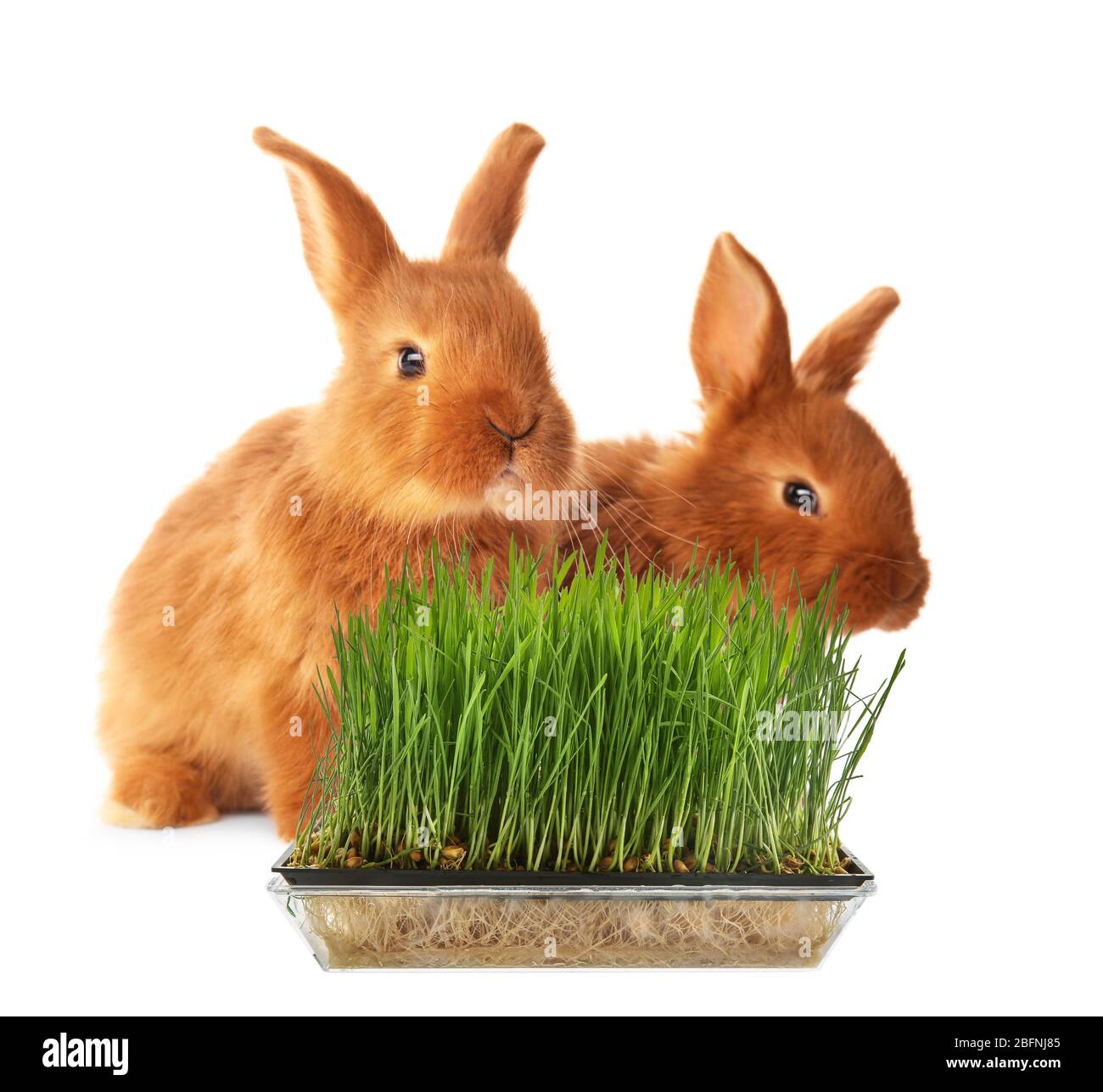 Cute rabbits and wheat grass on white background Stock Photo Alamy
