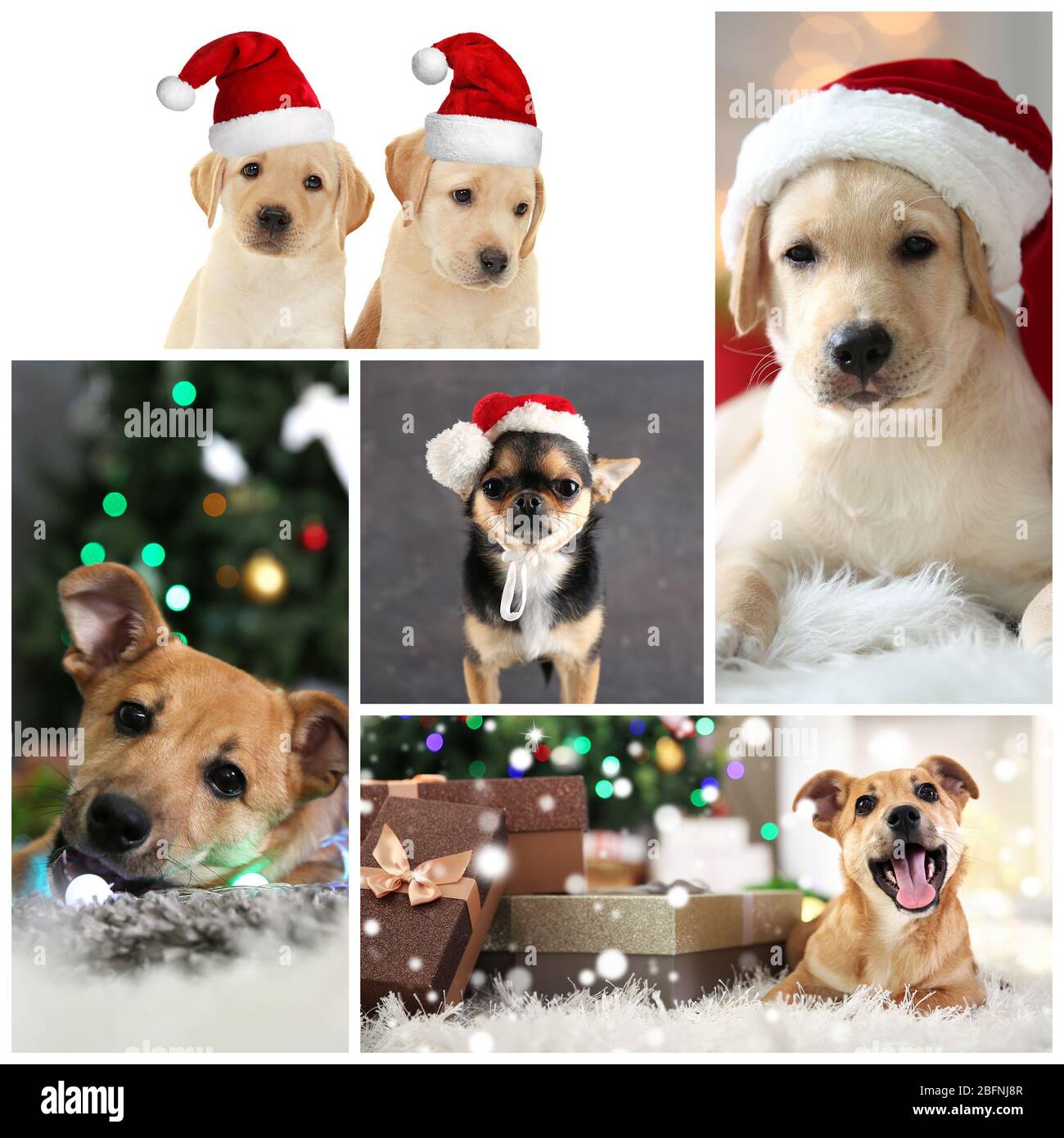 Collage with cute dogs as symbol of 2018 year of Chinese calendar Stock Photo