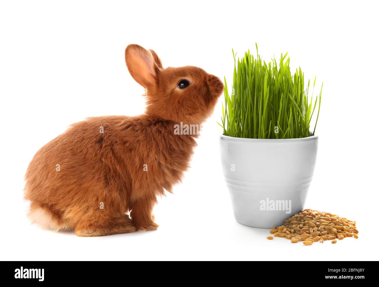 Cute rabbit and wheat grass on white background Stock Photo - Alamy
